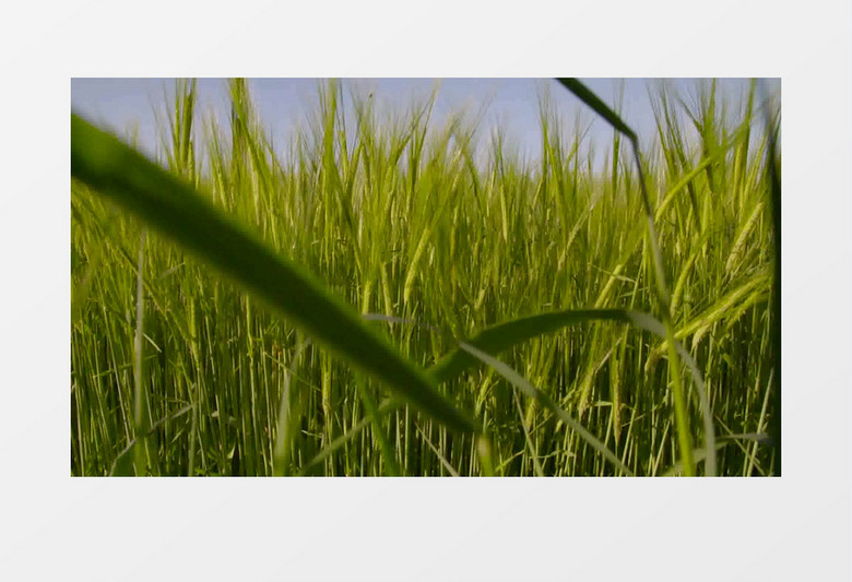 春天农场绿色有机谷物粮食实拍视频素材