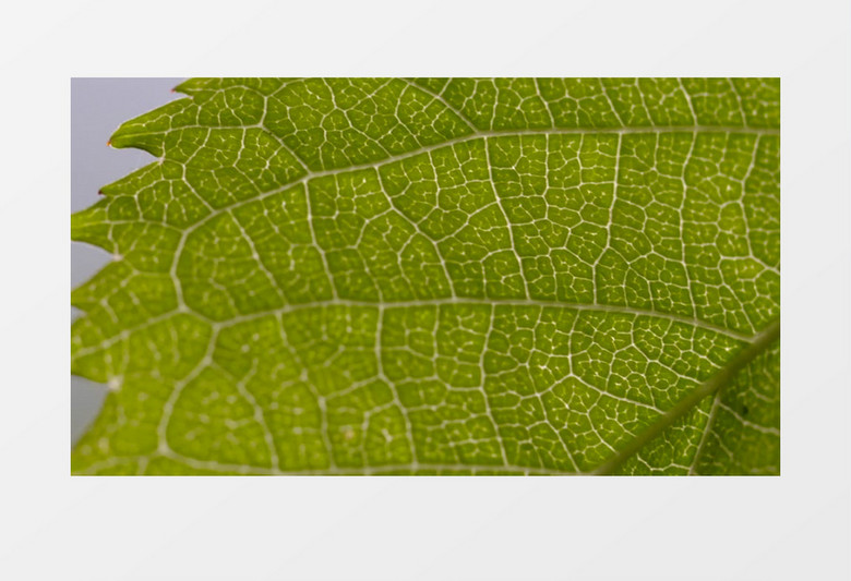 春天树叶表面根茎实拍视频素材