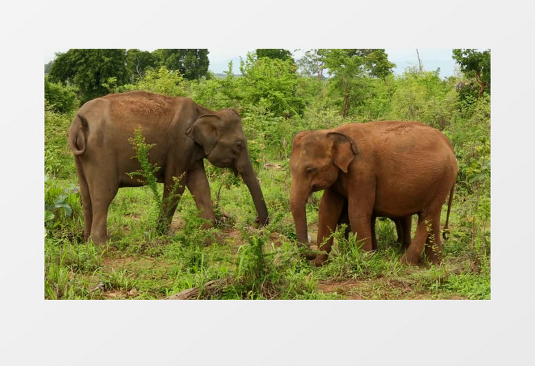 国家公园正在进食的大象实拍视频素材