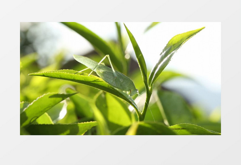 趴在绿色植物上的蚱蜢实拍视频素材