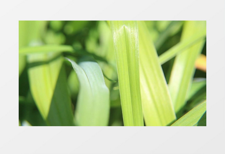 大自然绿色植物实拍视频素材