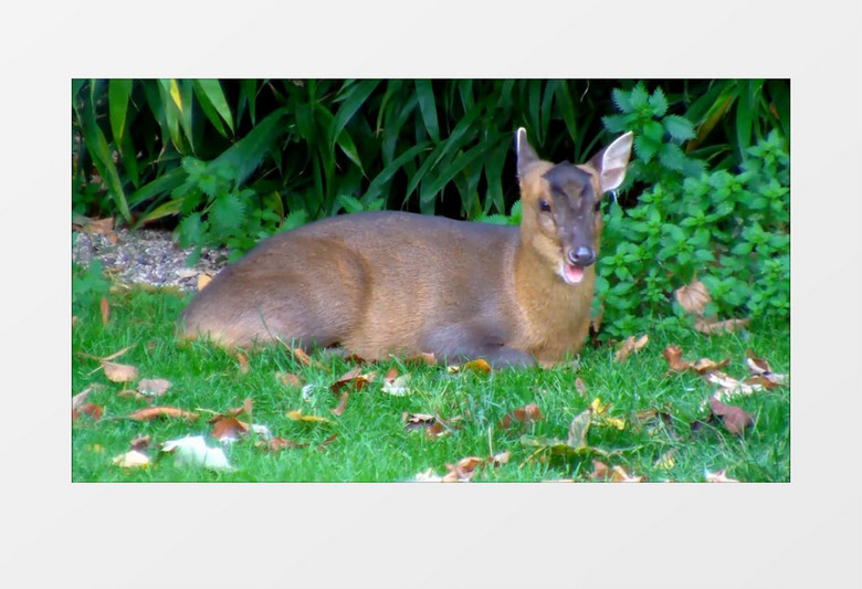 可爱的小鹿咀嚼着植物