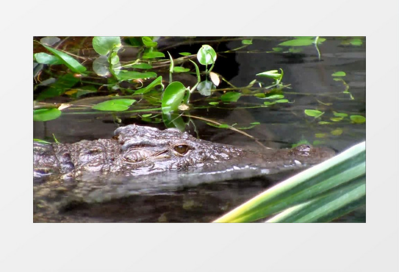 水中潜伏的鳄鱼