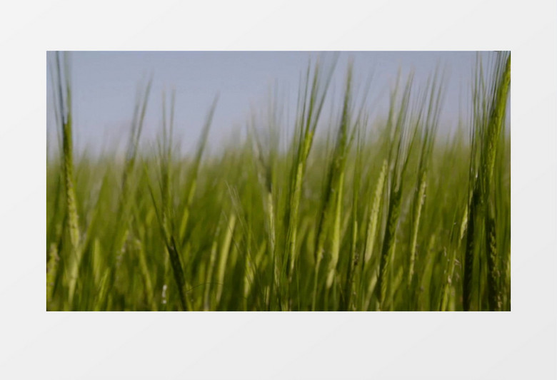 夏天绿色有机小麦植物实拍视频素材