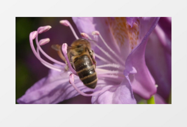 花园昆虫蜜蜂鲜花采蜜特写实拍视频素材
