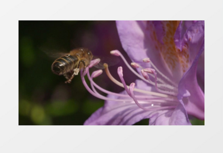 夏天蜜蜂花丛采蜜授粉实拍视频素材