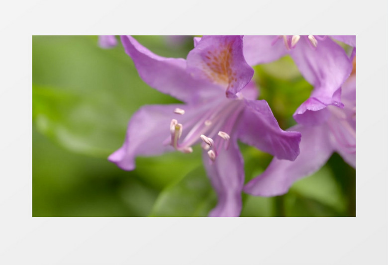 春天花园鲜花花蕊粉红色实拍视频素材