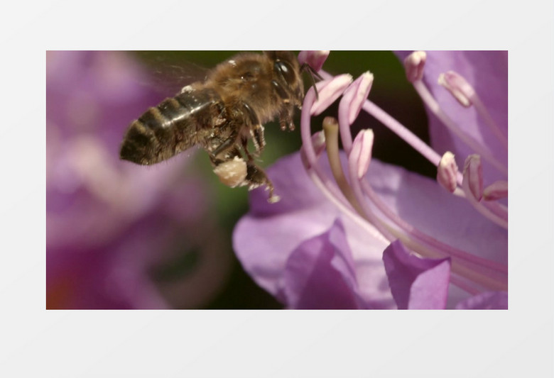 夏天昆虫蜜蜂采蜜授粉实拍视频素材