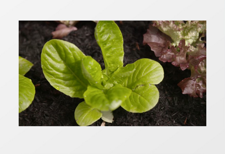 户外新鲜植物栽培实拍视频素材