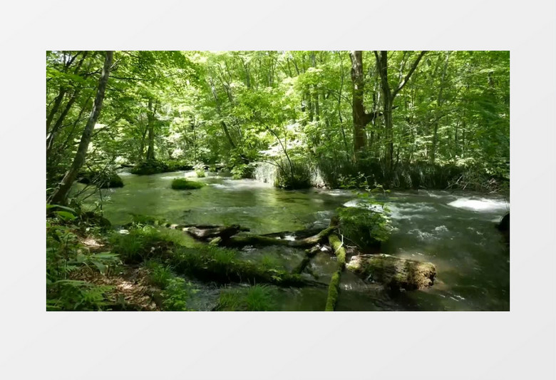 树林中缓缓流淌的小河实拍视频素材