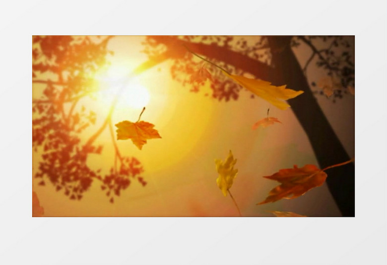 秋天落叶背景视频素材