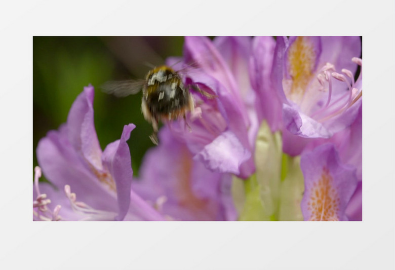 花园蜜蜂鲜花花蕊采蜜实拍视频素材