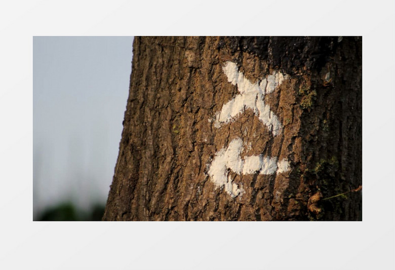 近距离特写森林树木上的记号实拍视频素材