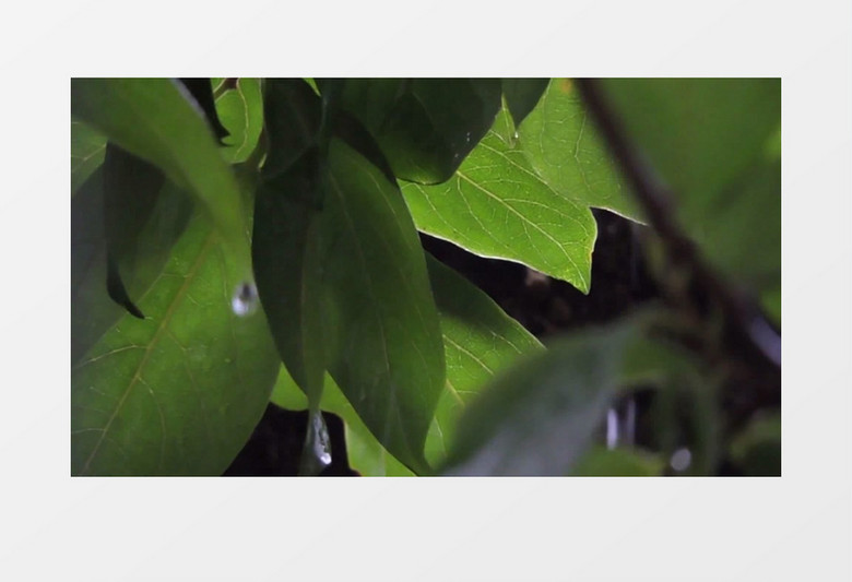 夏天下雨绿色植物实拍视频素材