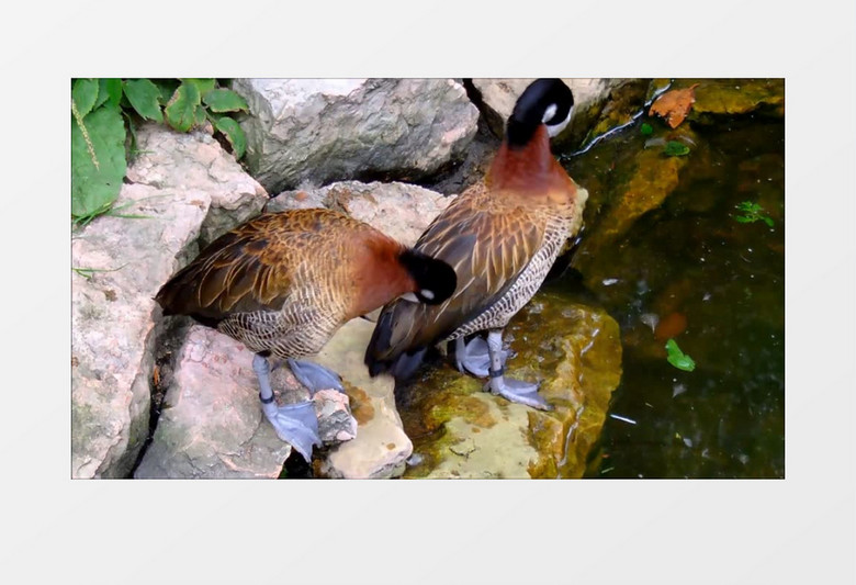 高清拍摄美国森林池塘小溪边两只鸭子实拍视频素材