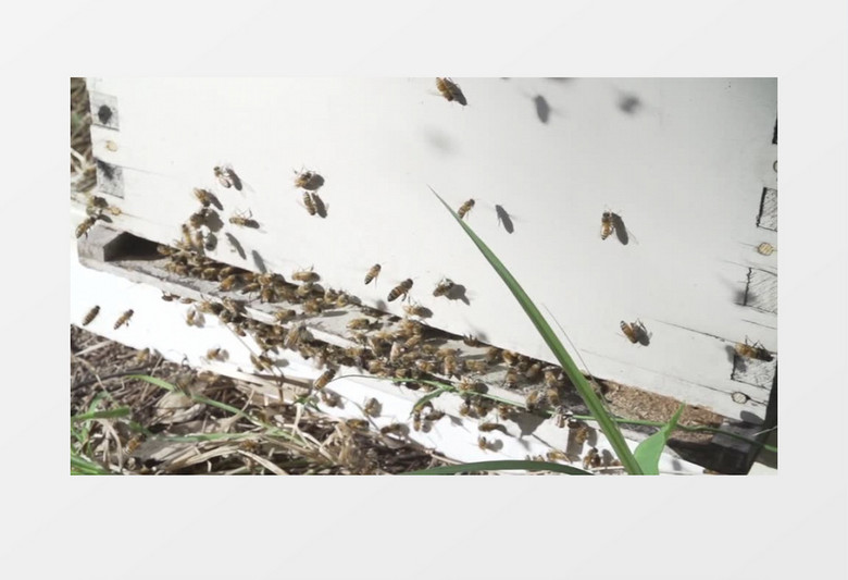 自然养蜂蜂箱昆虫蜜蜂实拍视频素材
