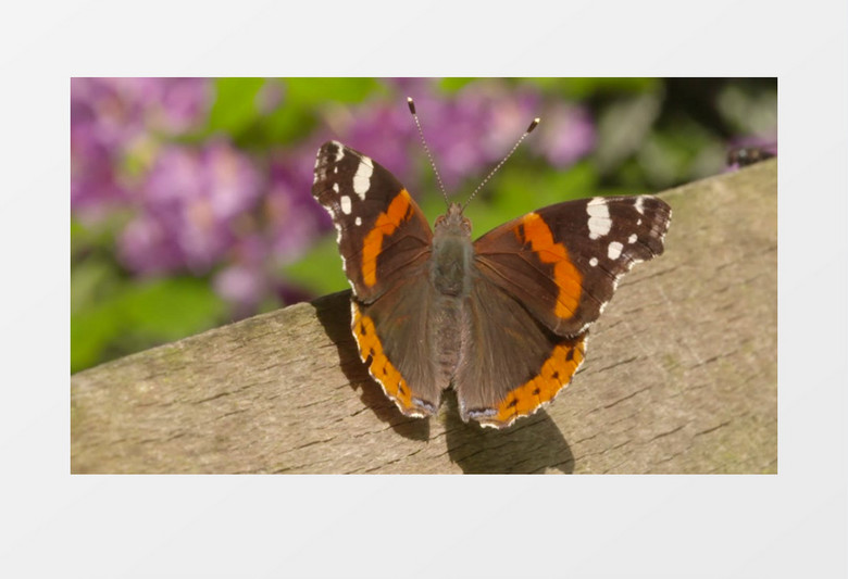 夏天花园鲜花植物昆虫蝴蝶实拍视频素材