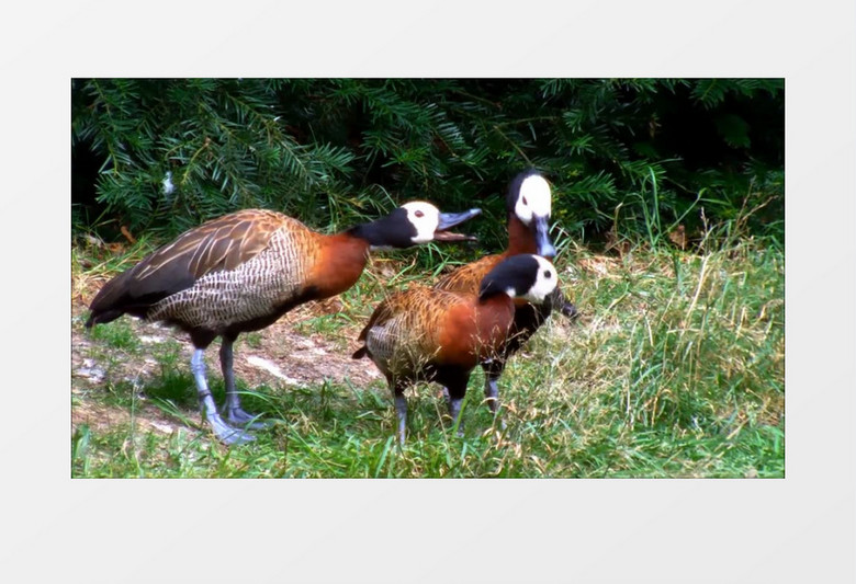 森林动物园动物水禽觅食实拍视频素材