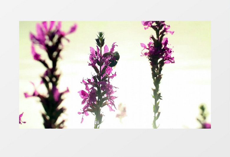 花园鲜花蜂蜜采蜜高清实拍视频素材