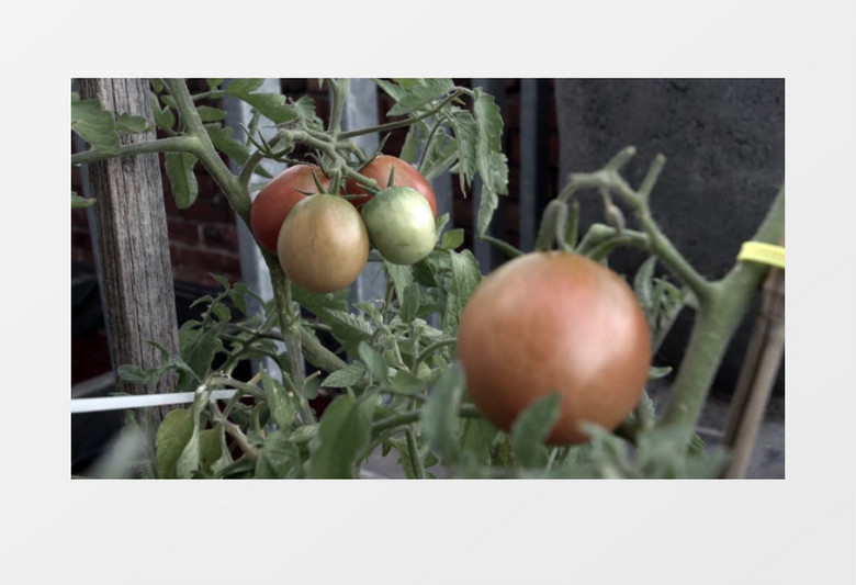 温室西红柿实拍高清视频MP4