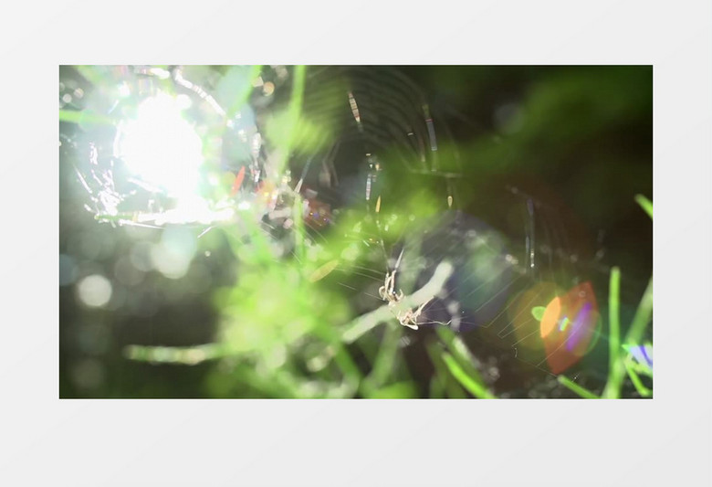 近距离拍摄蜘蛛在蜘蛛网上逐渐靠近野生动物实拍视频