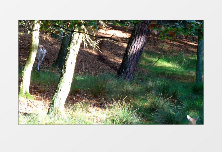跳跃的小鹿奔跑在草原实拍视频