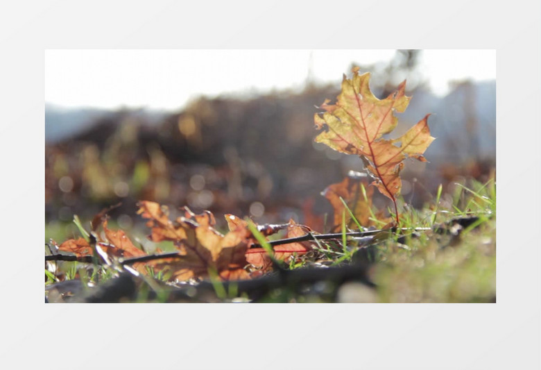 树叶上的蜘蛛网实拍视频MP4