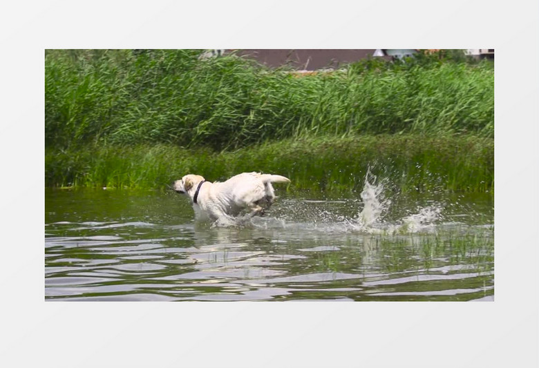 池塘中拉布拉多小狗在池塘中奔跑溅起水花实拍视频素材