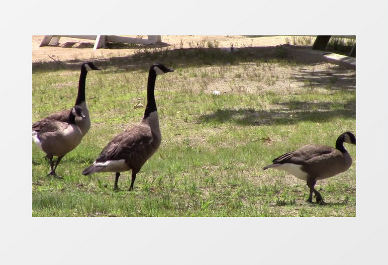 野生动物水禽鸭子实拍视频