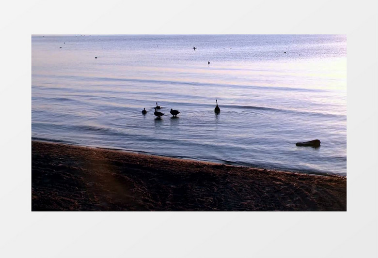  密歇根湖可爱的天鹅实拍视频