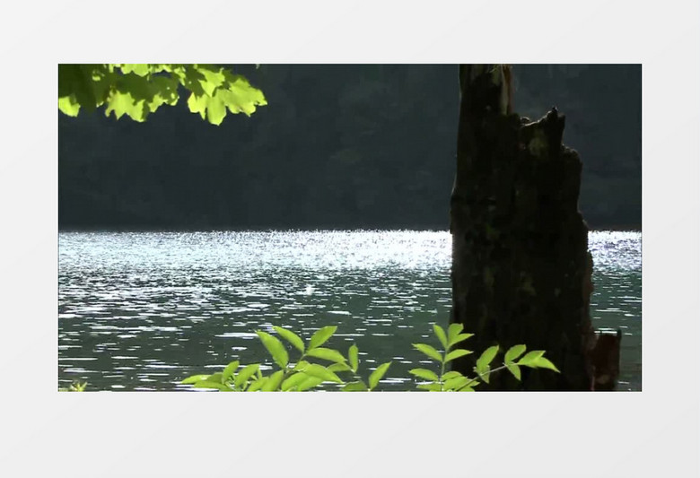 树林旁波澜湖泊高清实拍视频素材
