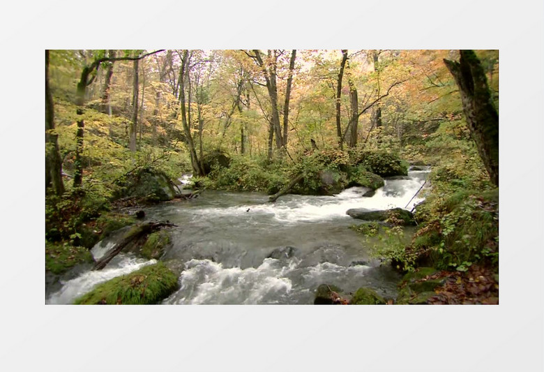 山间树林中流动河流高清实拍视频素材