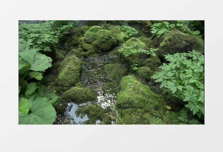 林间小溪和瀑布高清实拍视频素材
