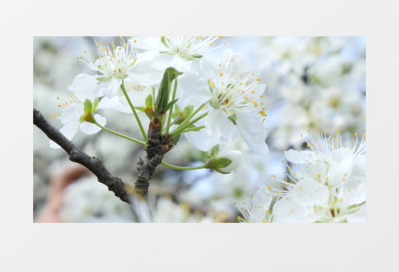 春天树上开花实拍视频素材