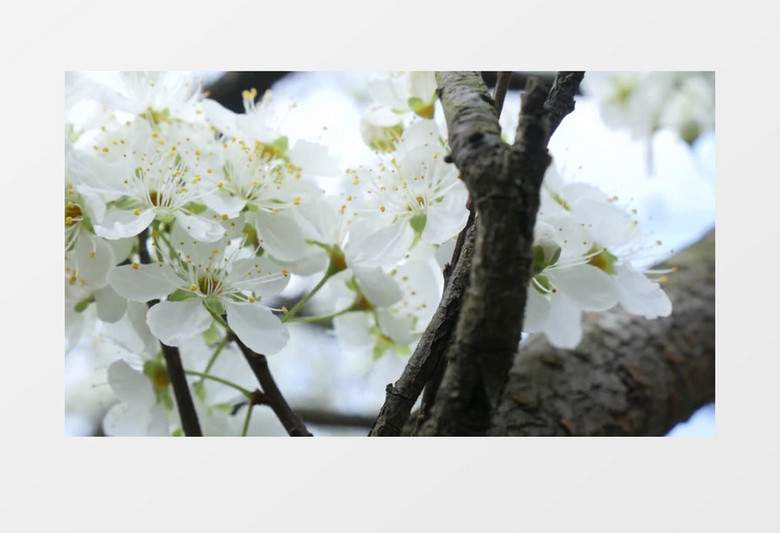 春天树枝上的花朵实拍视频素材