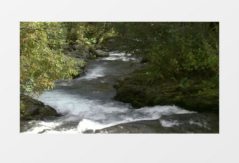 林间河水流动高清实拍视频素材