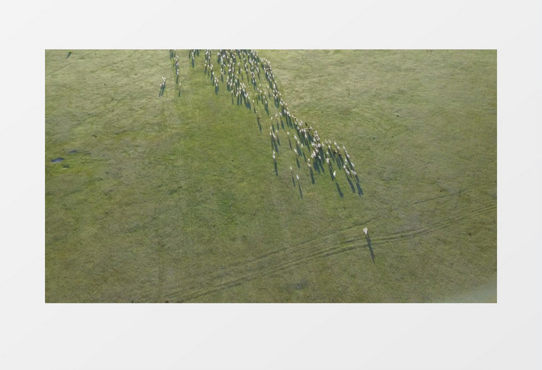 航空俯拍内蒙古大草原羊群实景实拍视频素材