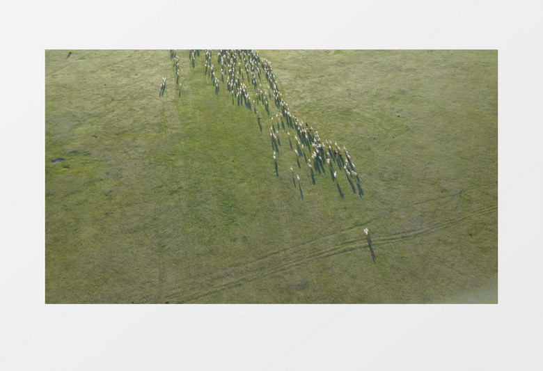 航空俯拍内蒙古大草原羊群实景实拍视频素材
