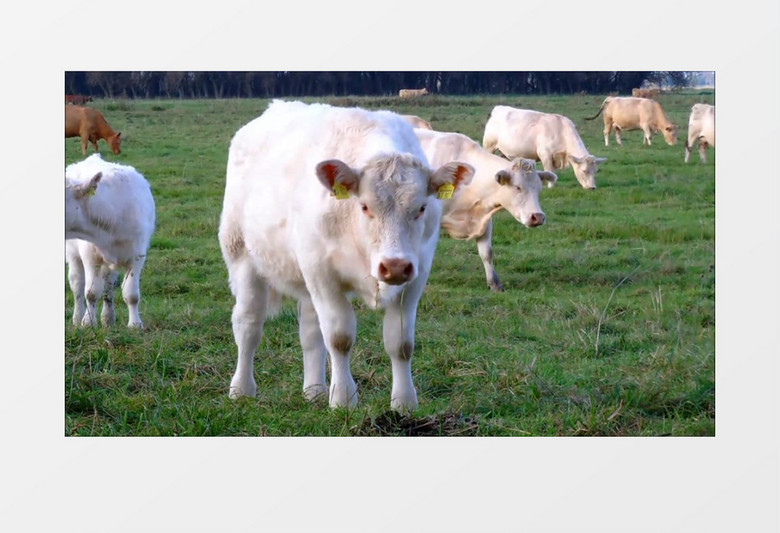 一群白色的牛低头吃草实拍视频