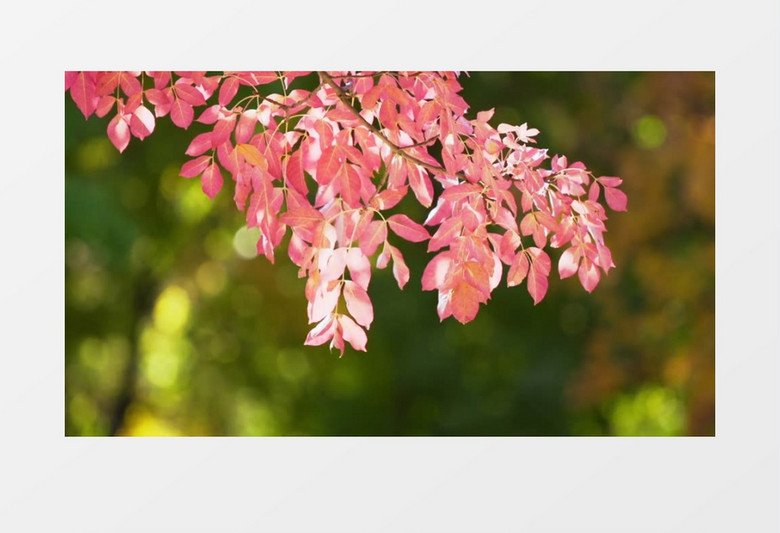 散景模糊特写拍摄微风吹动粉红色树枝实拍视频素材