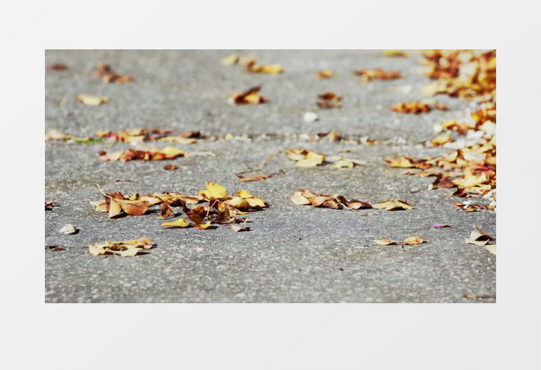 特写拍摄秋天公园落在地面的枫叶枯叶实拍视频素材
