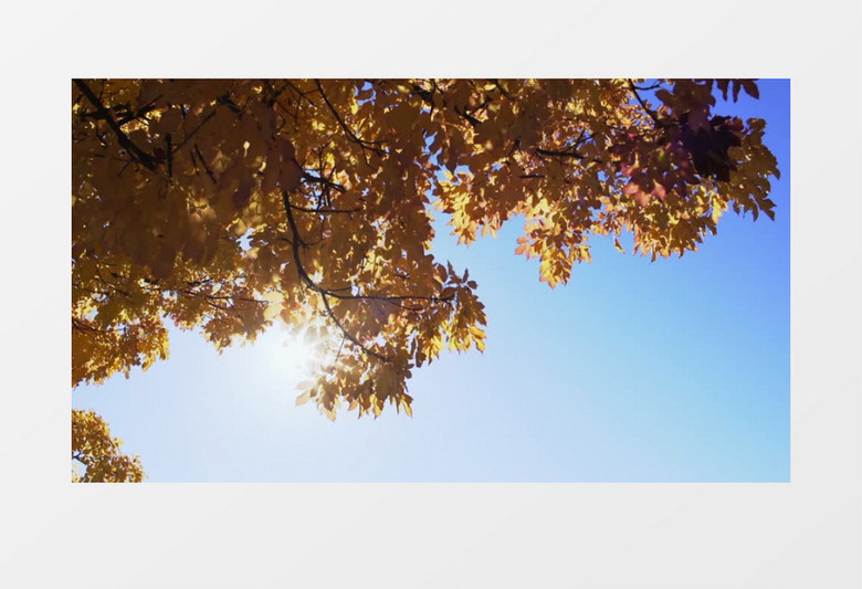 户外特写拍摄秋天阳光照耀下的树叶实拍视频素材