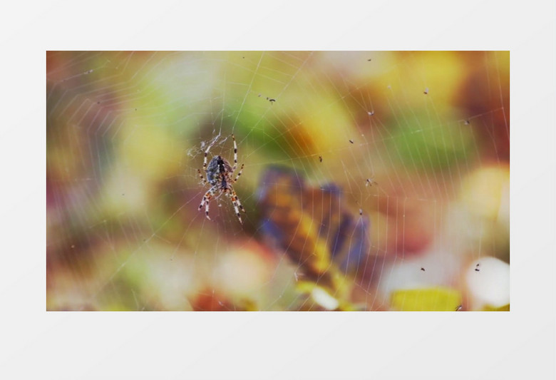 模糊散景拍摄秋天蜘蛛网上的蜘蛛实拍视频素材