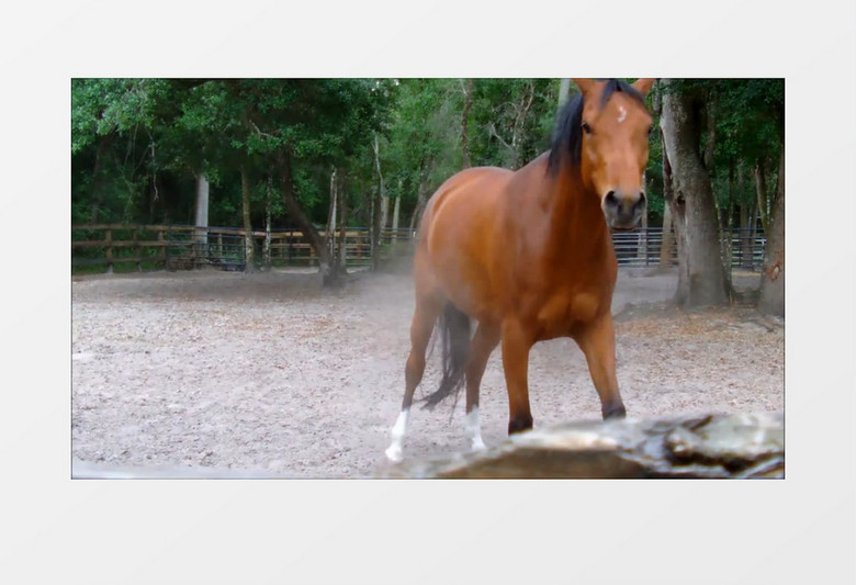 农场牧场里的棕色的种马实拍视频素材