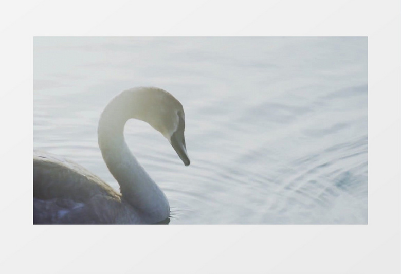 水库池塘中嬉戏的小天鹅鸭子实拍视频素材