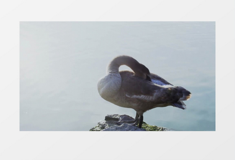 公园水库池塘的小天鹅实拍视频素材