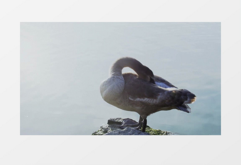 公园水库池塘的小天鹅实拍视频素材