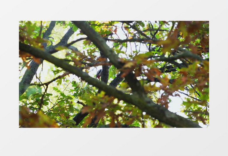 森林树枝上的野生动物啄木鸟实拍视频素材