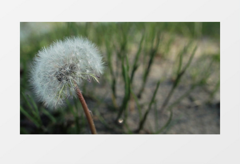 模糊散景拍摄夏天花园里开花的蒲公英实拍视频素材