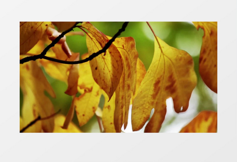 初秋安静树木树叶实拍视频素材